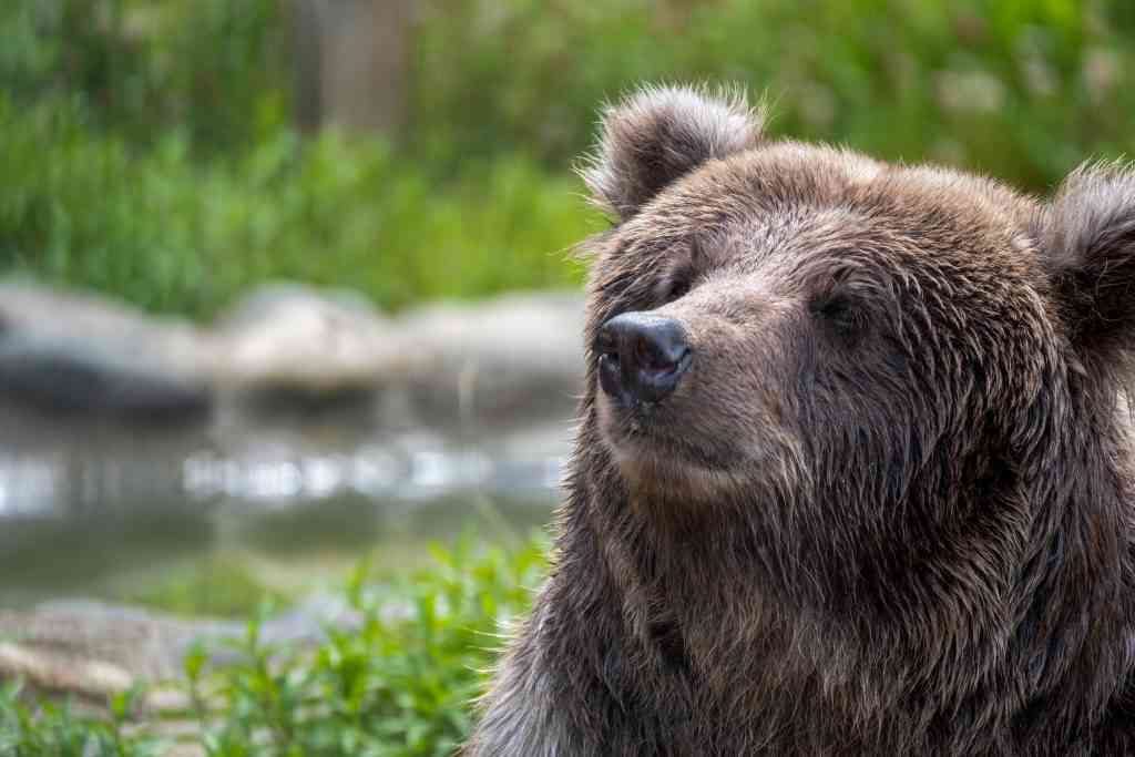クマ取り手術した事ある人