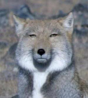 朝ドラ【ちむどんどん】第15週「ウークイの夜」