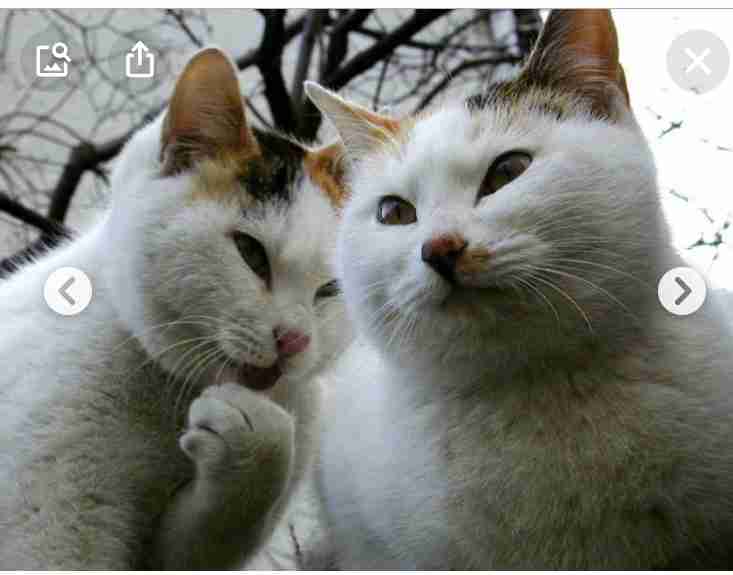 朝ドラ【ちむどんどん】第15週「ウークイの夜」