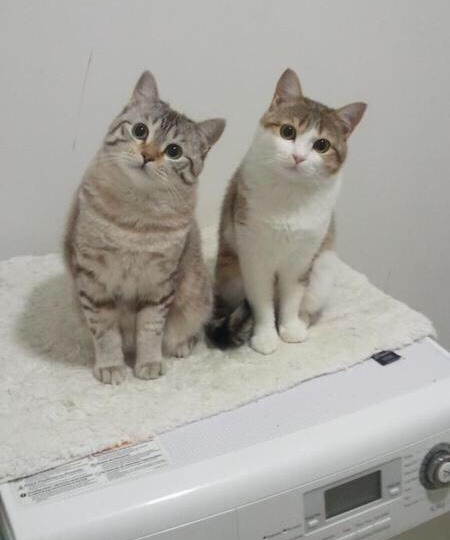 香水付ける人、柔軟剤どうしてますか？