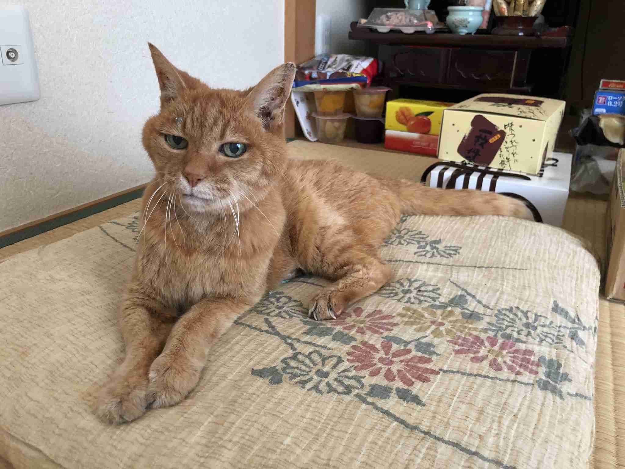「いつもありがとう」22歳の“おばあちゃん猫”が長寿で表彰…人間で例えると104歳! 秘訣を飼い主に聞いた