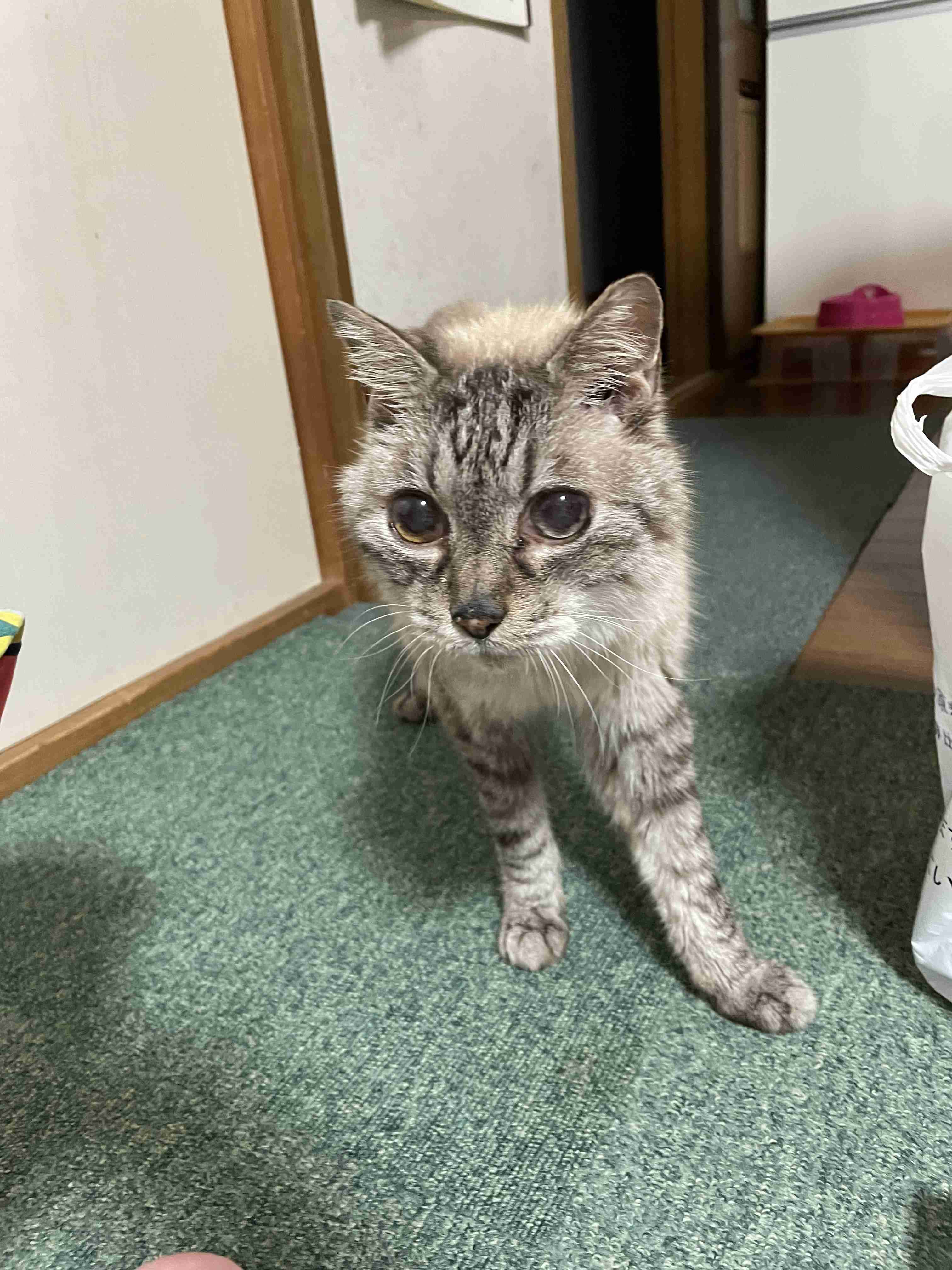 「いつもありがとう」22歳の“おばあちゃん猫”が長寿で表彰…人間で例えると104歳! 秘訣を飼い主に聞いた