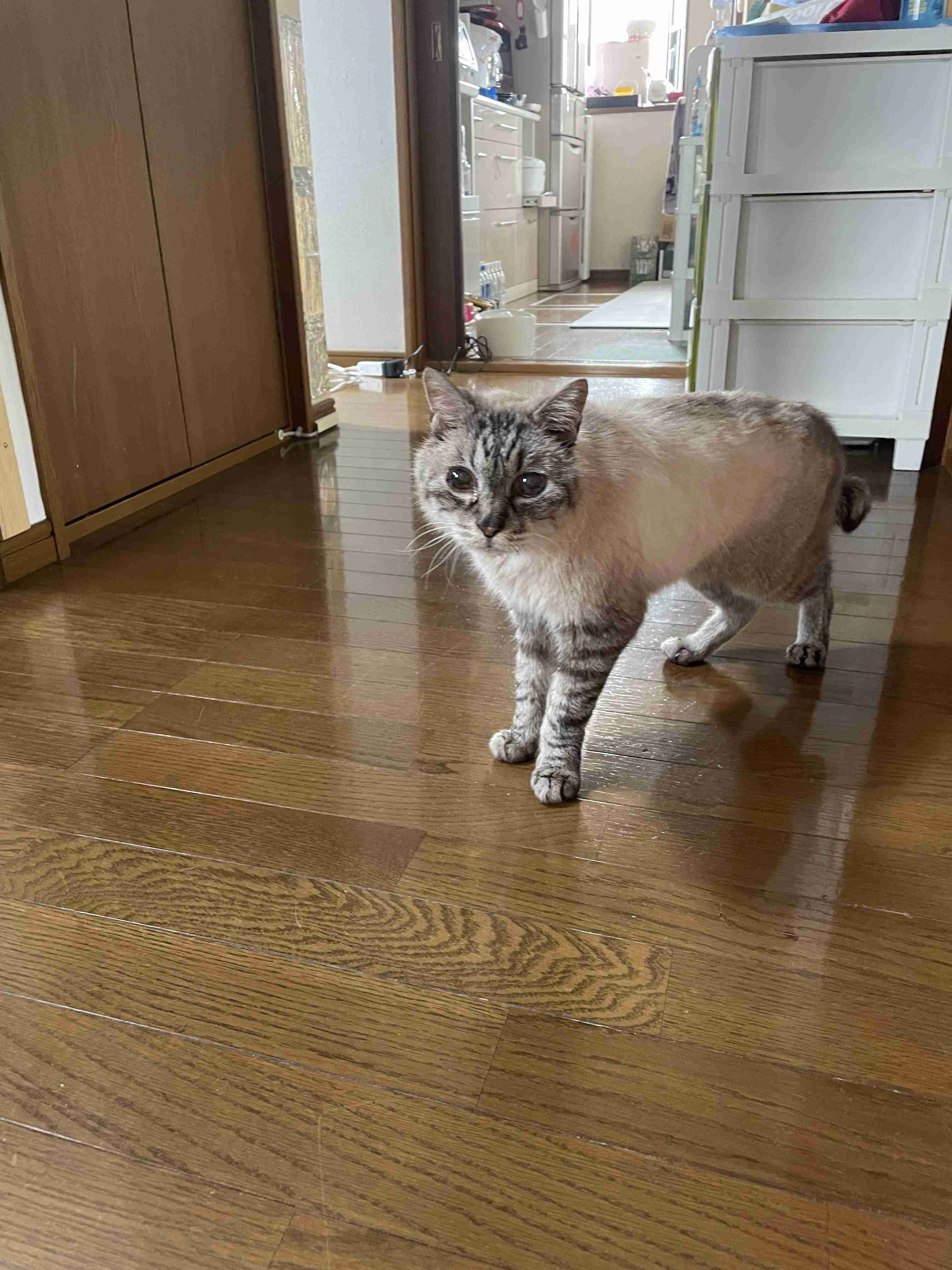 「いつもありがとう」22歳の“おばあちゃん猫”が長寿で表彰…人間で例えると104歳! 秘訣を飼い主に聞いた