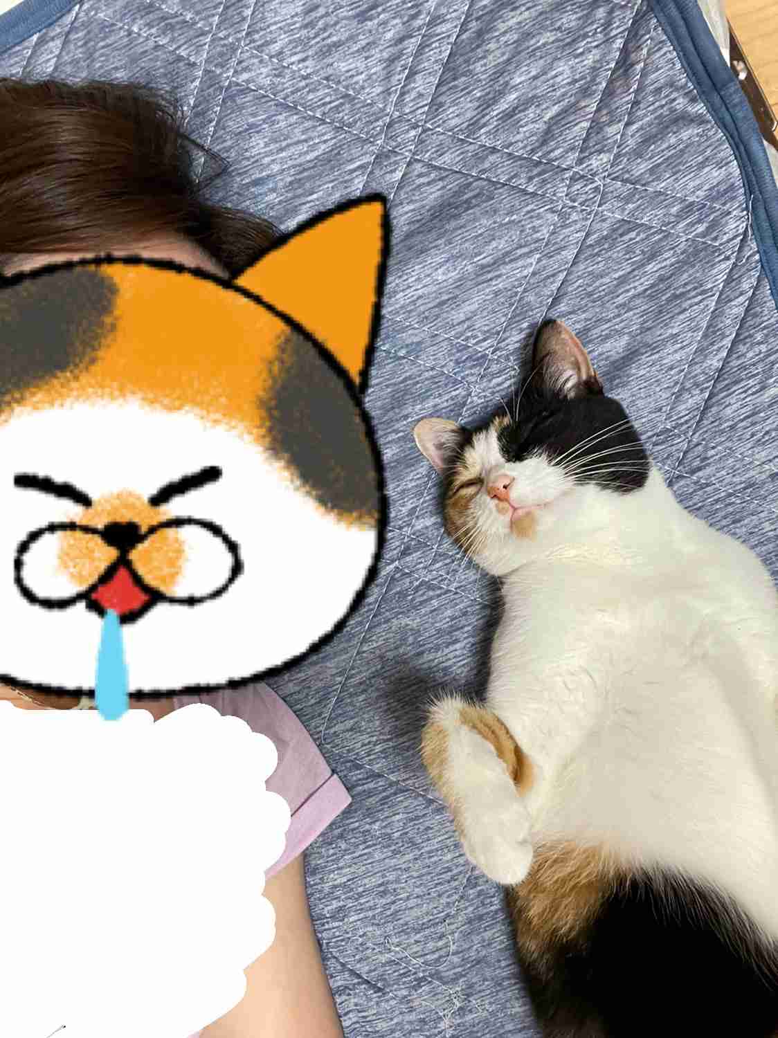 【わんこも】ペットへそ天選手権【ニャンコも】