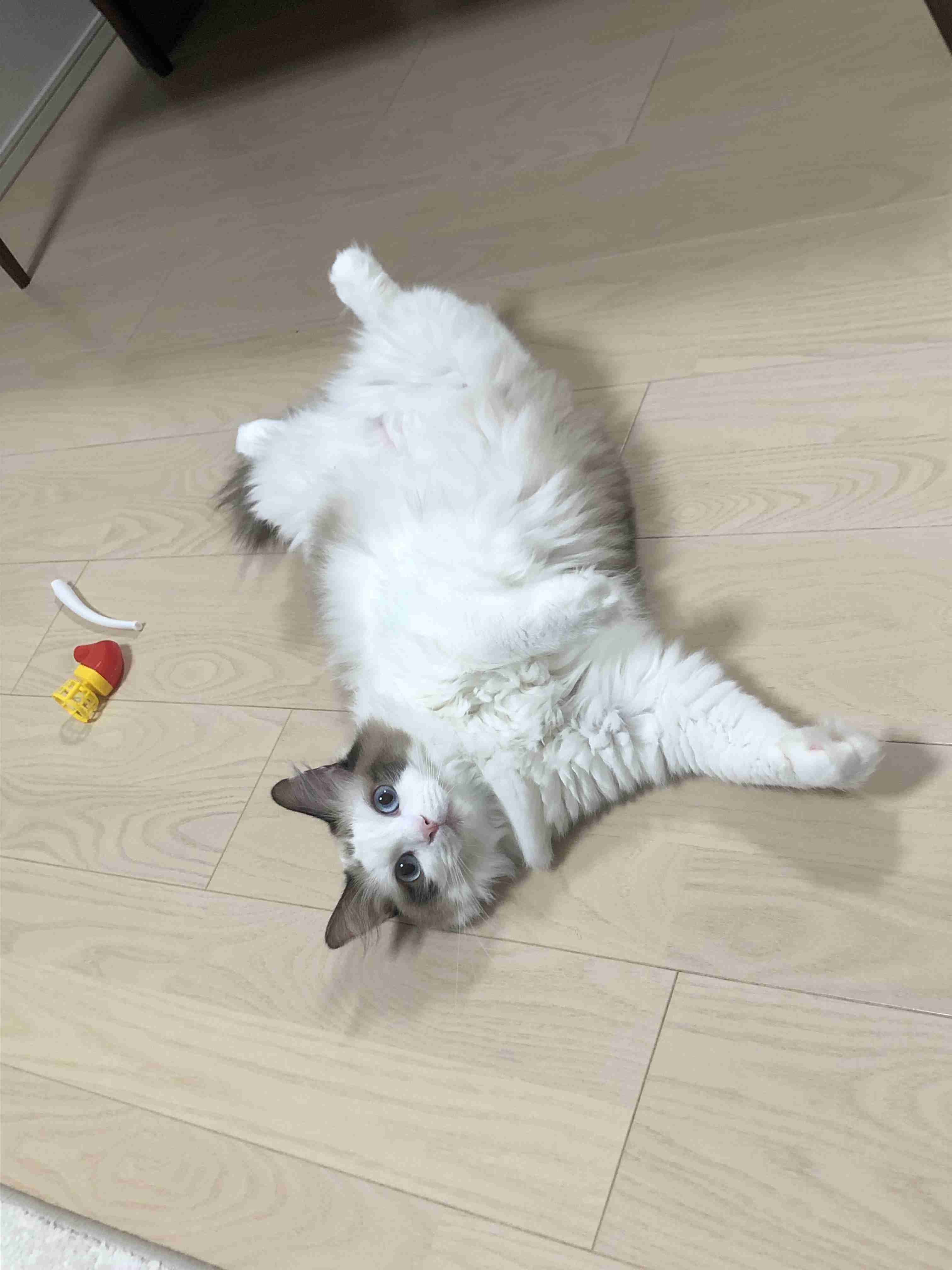 【わんこも】ペットへそ天選手権【ニャンコも】