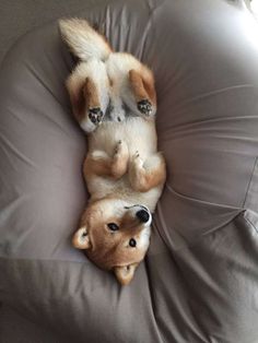 【わんこも】ペットへそ天選手権【ニャンコも】