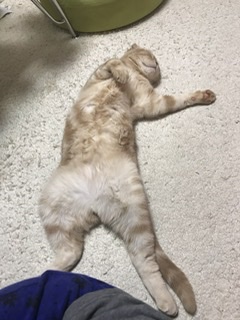 【わんこも】ペットへそ天選手権【ニャンコも】