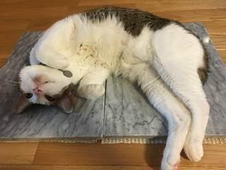 【わんこも】ペットへそ天選手権【ニャンコも】
