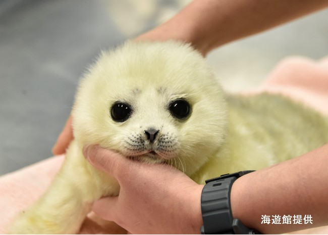 動物園や水族館や博物館好きな人！