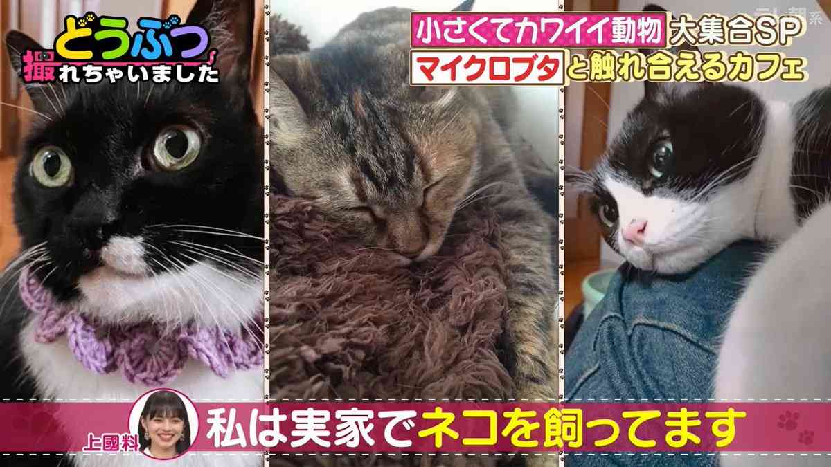 ハロプロ総合Part12