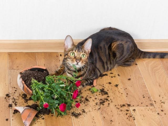 <それはやめて!>床に誤ってこぼされて、いちばん掃除が厄介だったものといえば何?