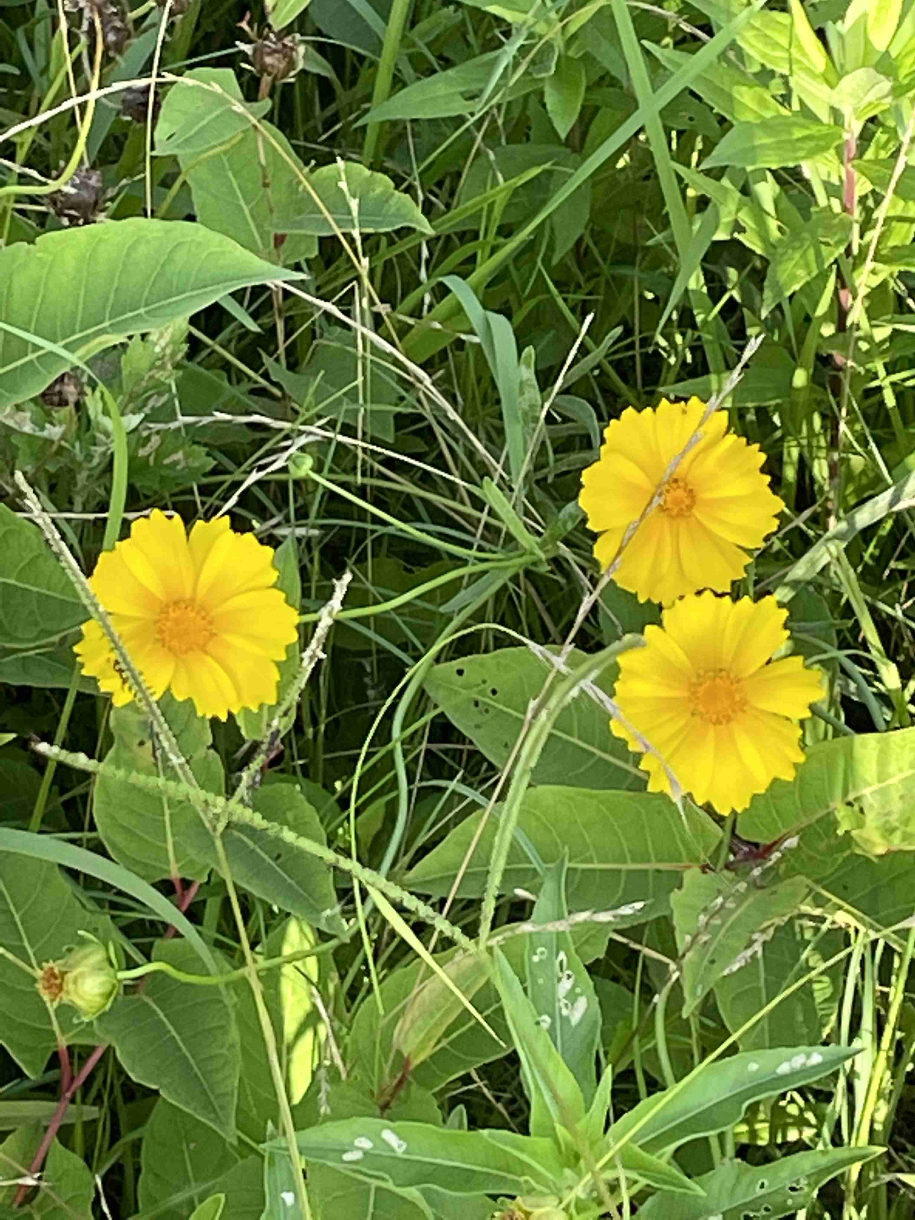 自分で撮ったちょっと残念な写りの写真を貼るトピ