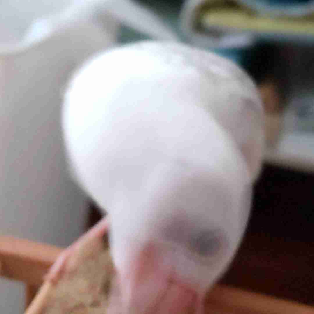 自分で撮ったちょっと残念な写りの写真を貼るトピ