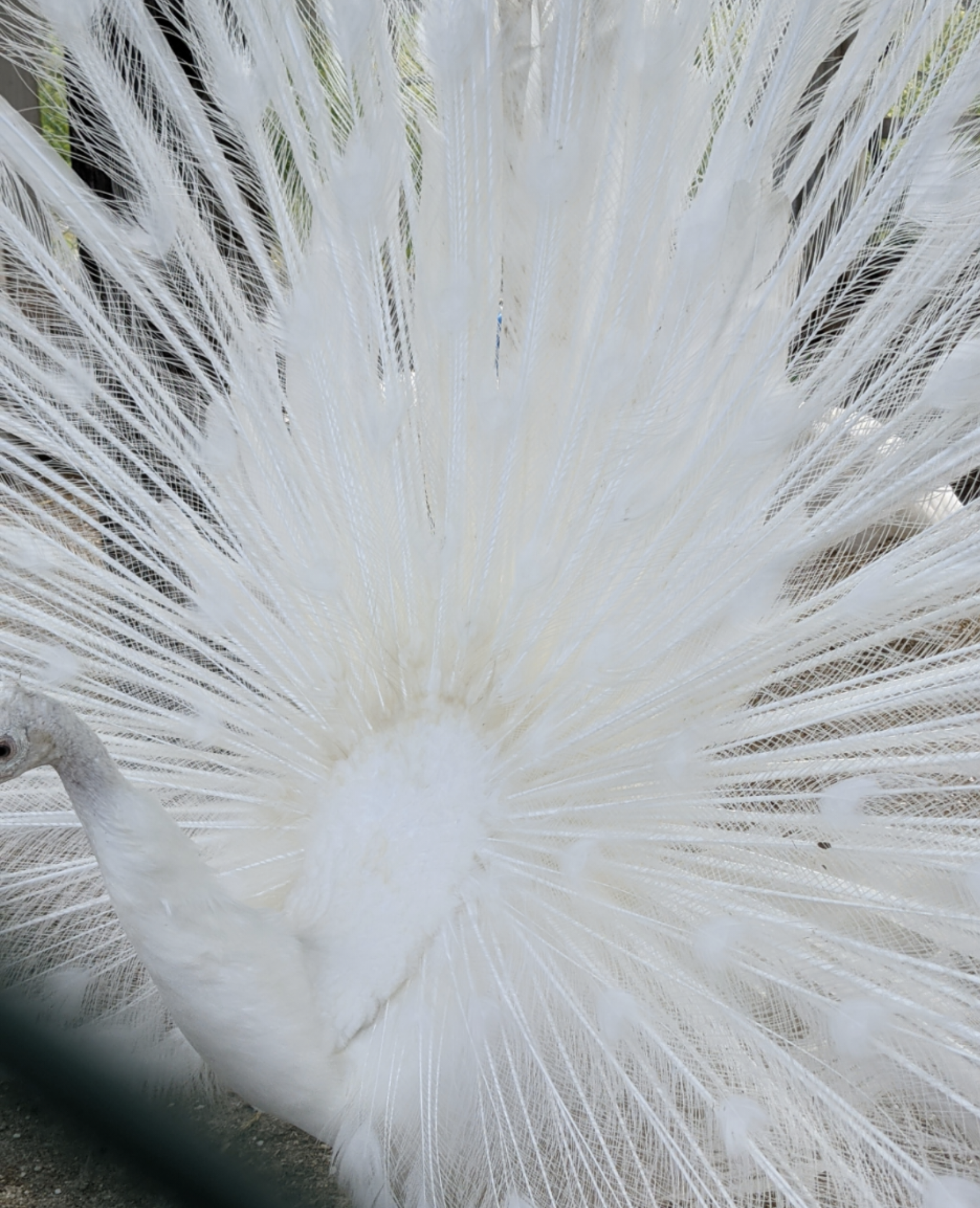 自分で撮ったちょっと残念な写りの写真を貼るトピ