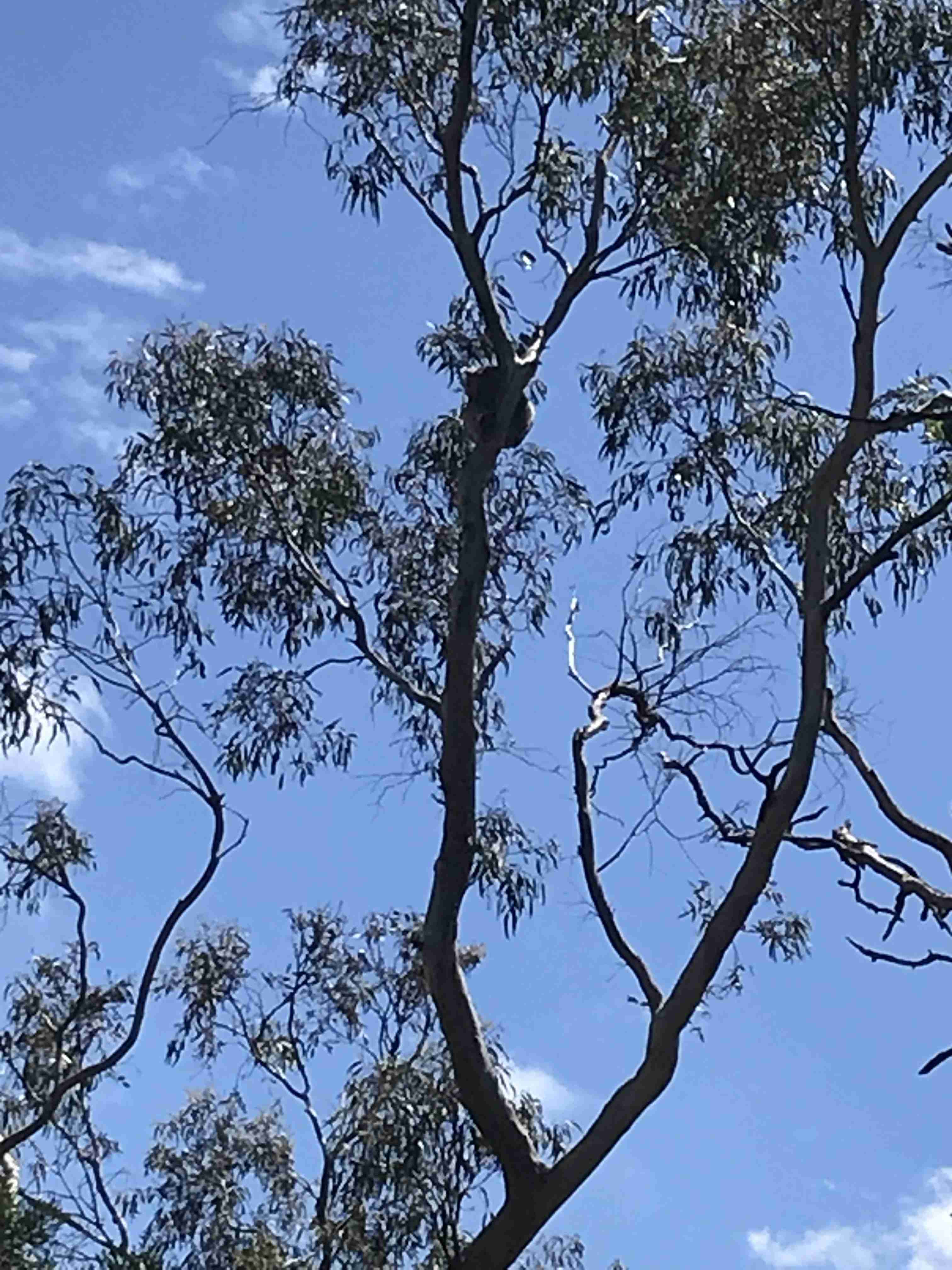 自分で撮ったちょっと残念な写りの写真を貼るトピ