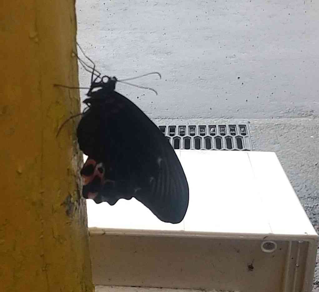 自分で撮ったちょっと残念な写りの写真を貼るトピ