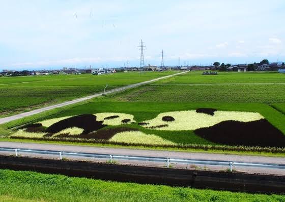 19年でルネサンスが起こってる...　田舎館村「田んぼアート」の進化が凄まじすぎる件