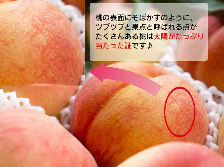 【野菜・果物】美味しい物の見分け方が知りたい