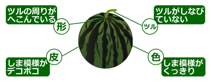 【野菜・果物】美味しい物の見分け方が知りたい