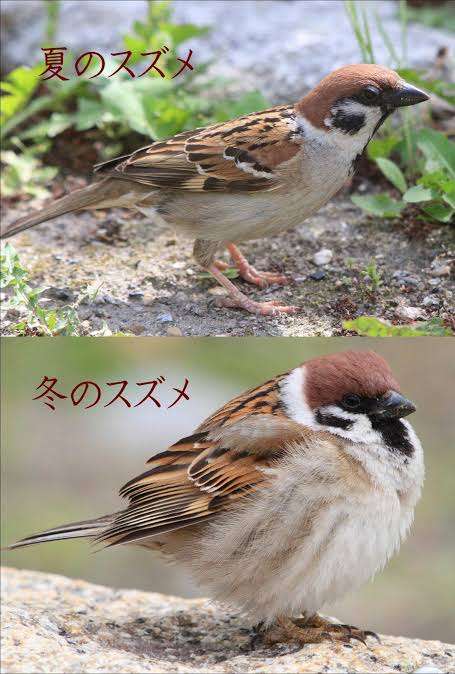 夏は痩せる!!(冬は太る)