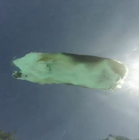【納涼】泳いでる画像ください