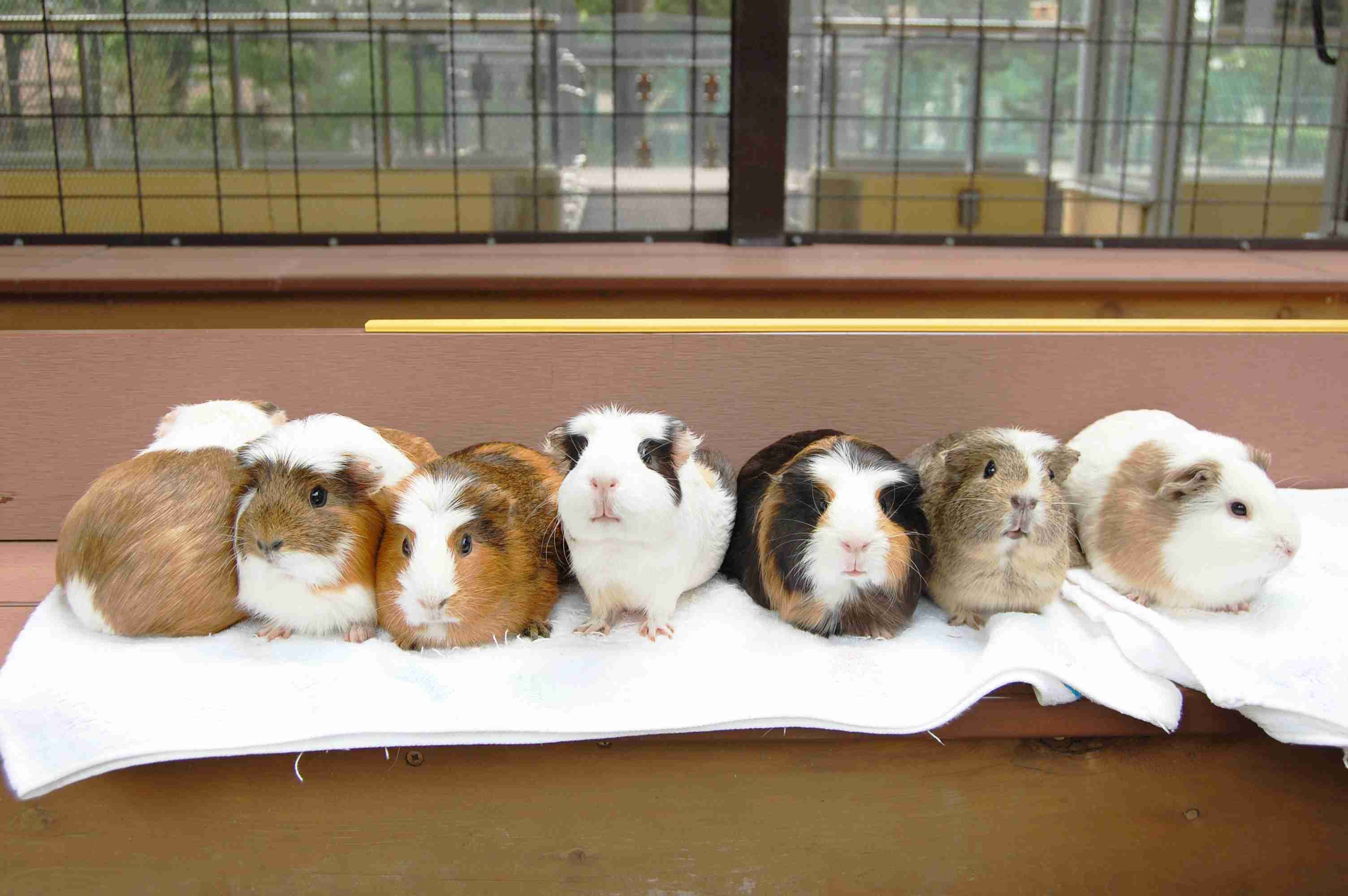 「マツコの知らない世界」に出れたら