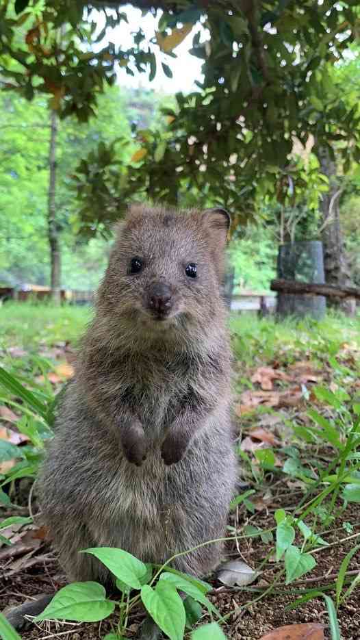 「マツコの知らない世界」に出れたら