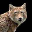質問に対して不真面目に答えるトピpart9