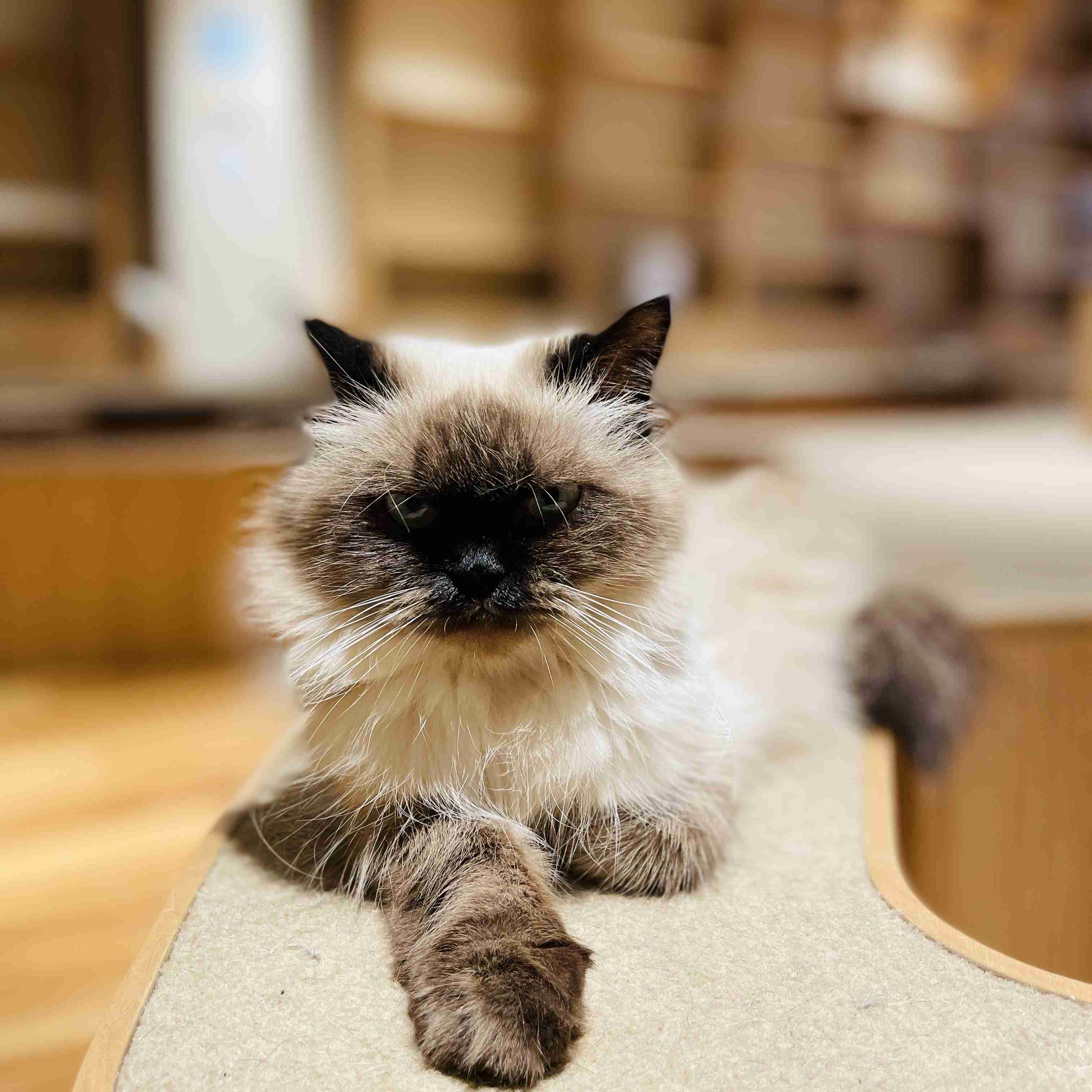 お洒落な写真を撮るには？