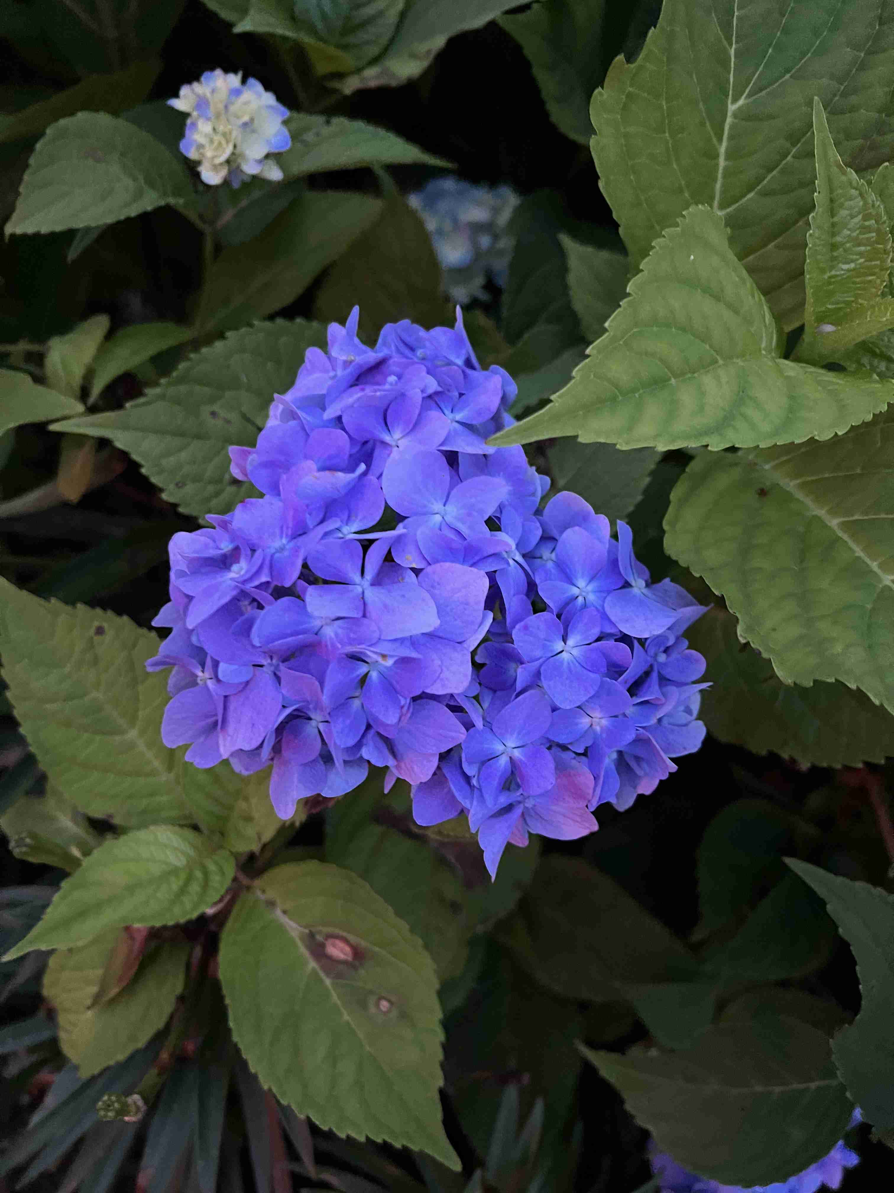 お洒落な写真を撮るには？