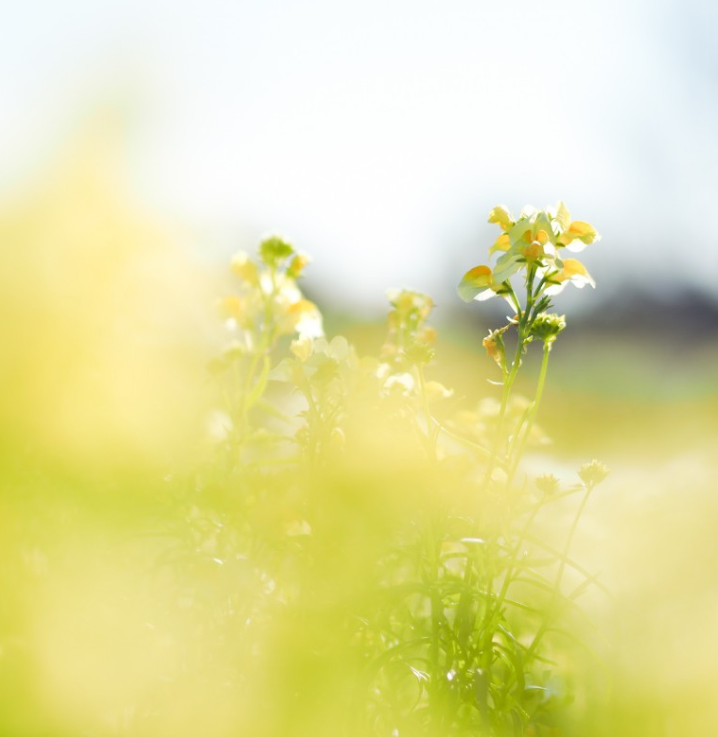 お洒落な写真を撮るには？