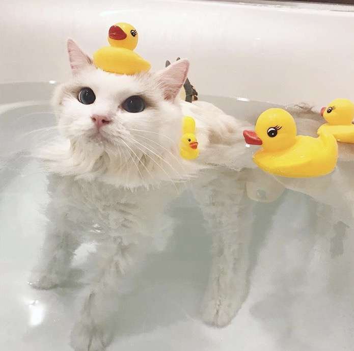 お風呂入る気になるまで雑談しよーよ♪