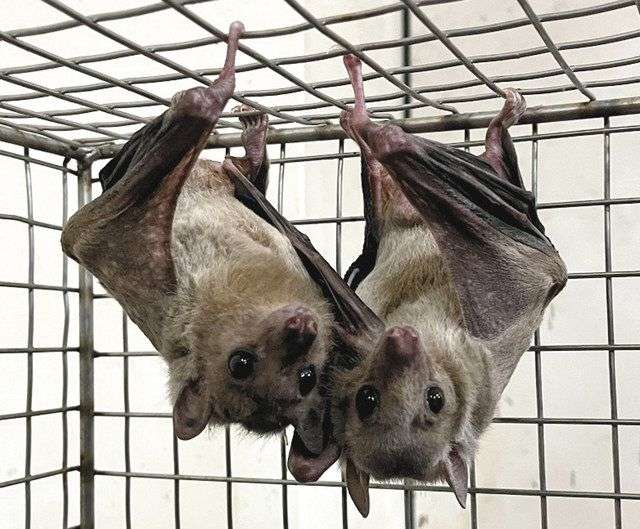 助けて! 家の中にコウモリが