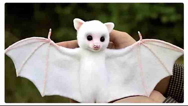 助けて! 家の中にコウモリが