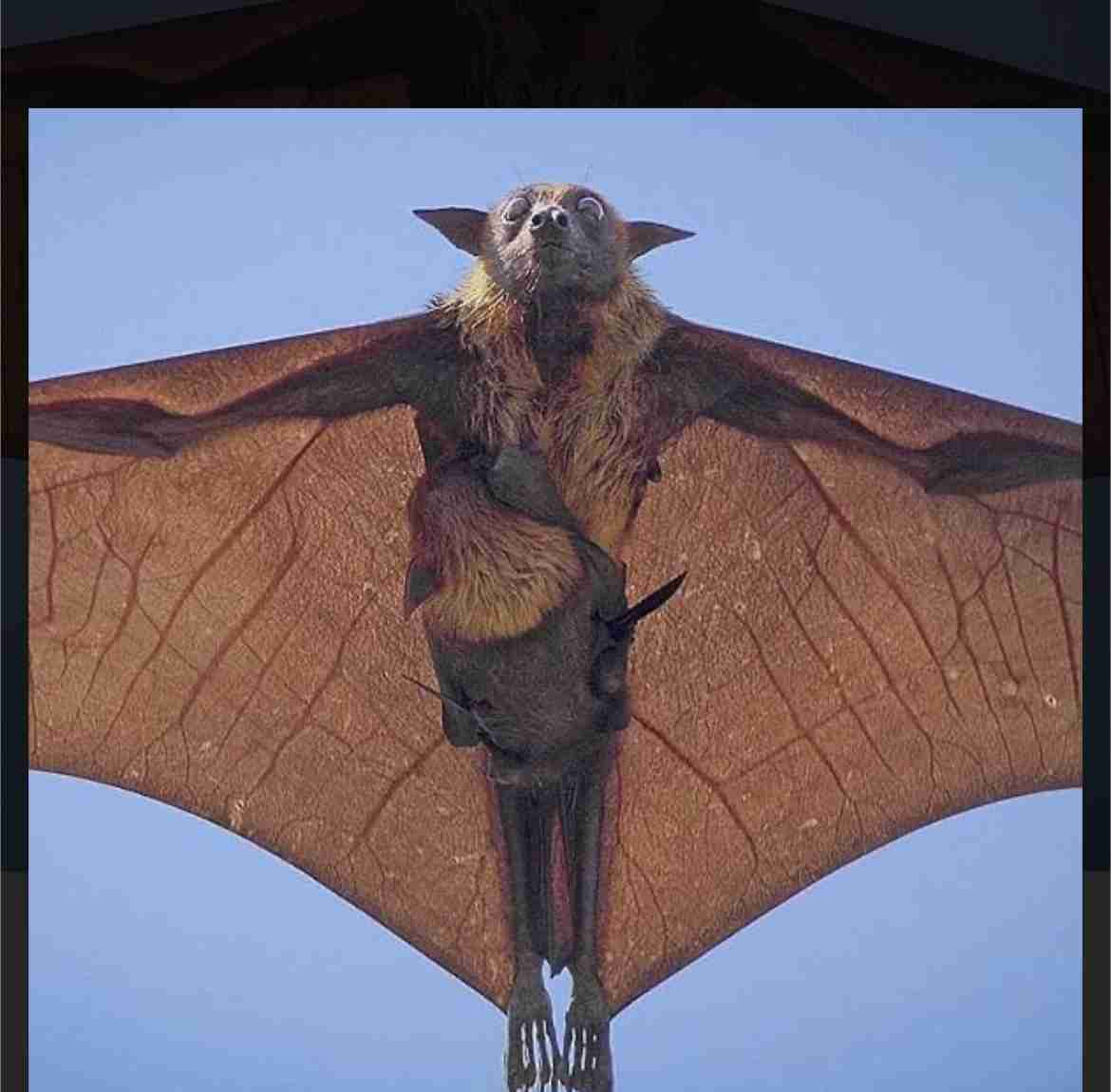 助けて! 家の中にコウモリが