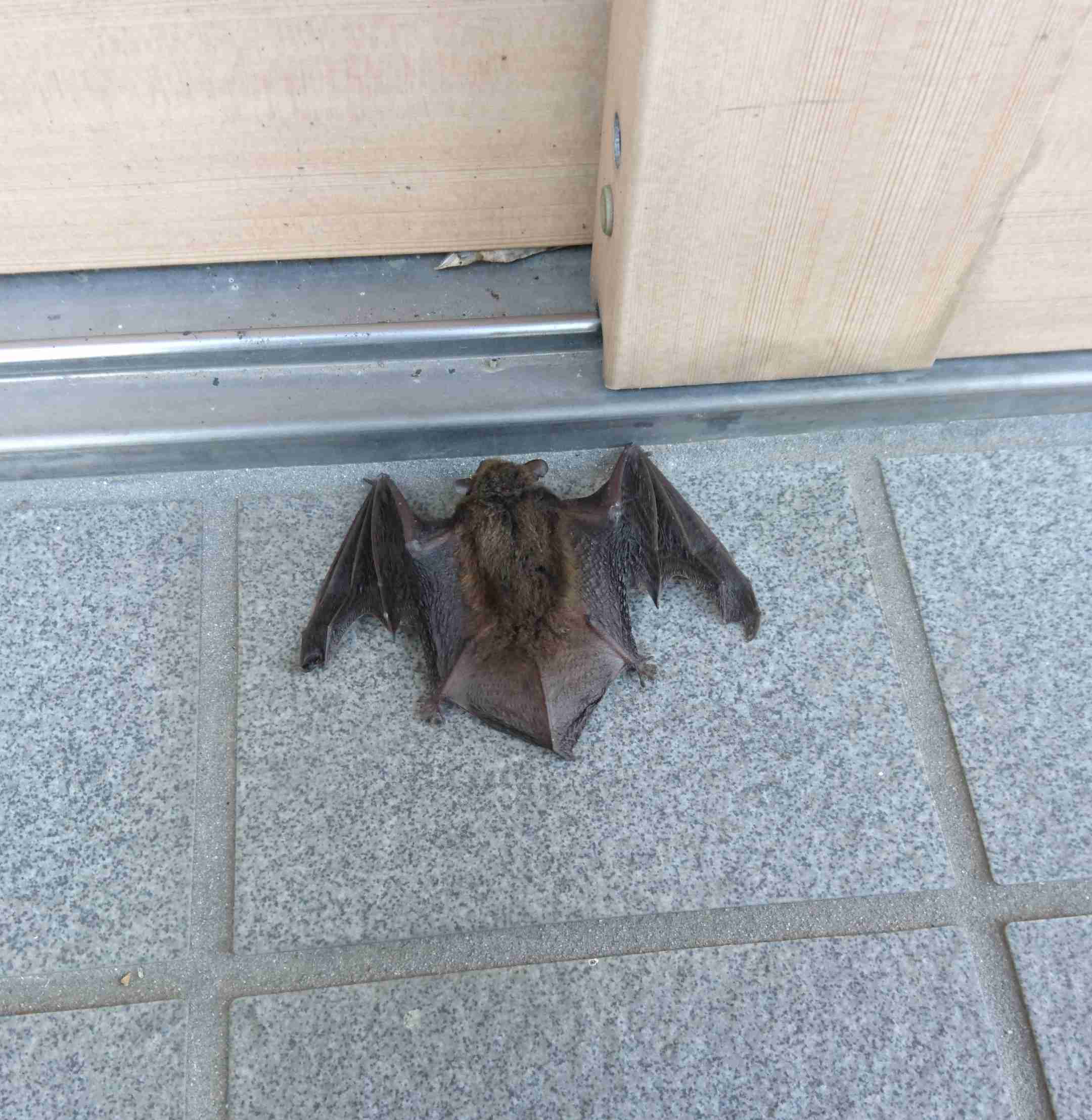 助けて! 家の中にコウモリが