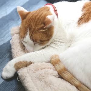 寝る前に使うオススメの香水やアロマが知りたい