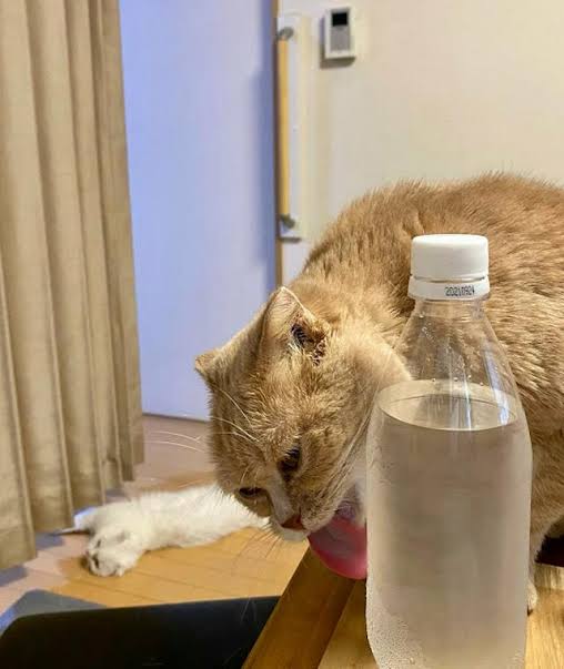 たったコレだけでエアコン無しも快適に…　誰でも真似できる「最強の除湿機」が話題