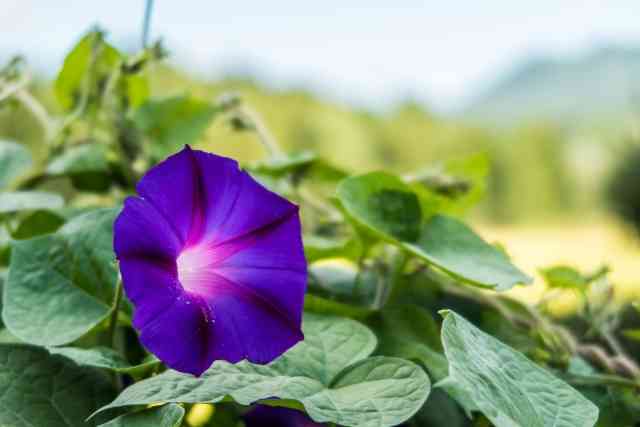 【朝顔】アサガオが好き