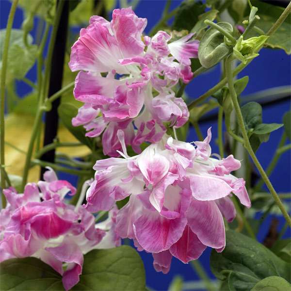 【朝顔】アサガオが好き