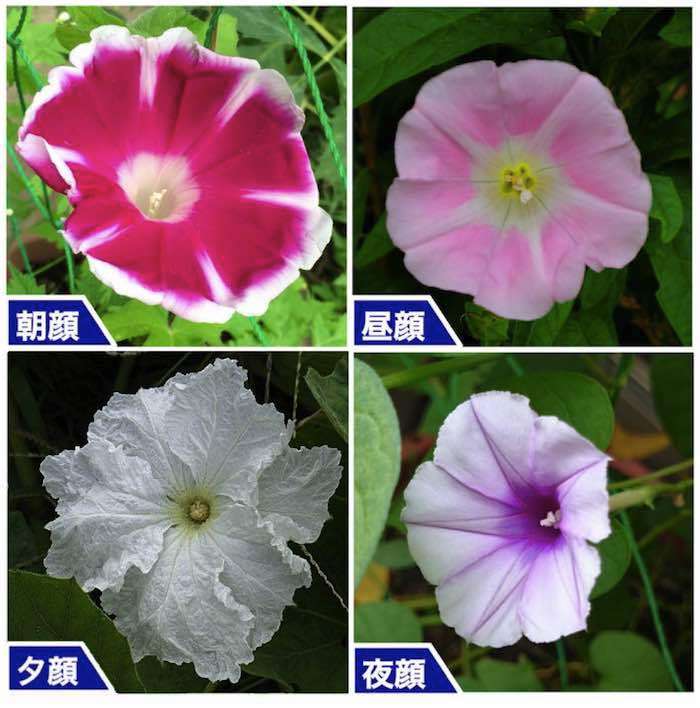 【朝顔】アサガオが好き