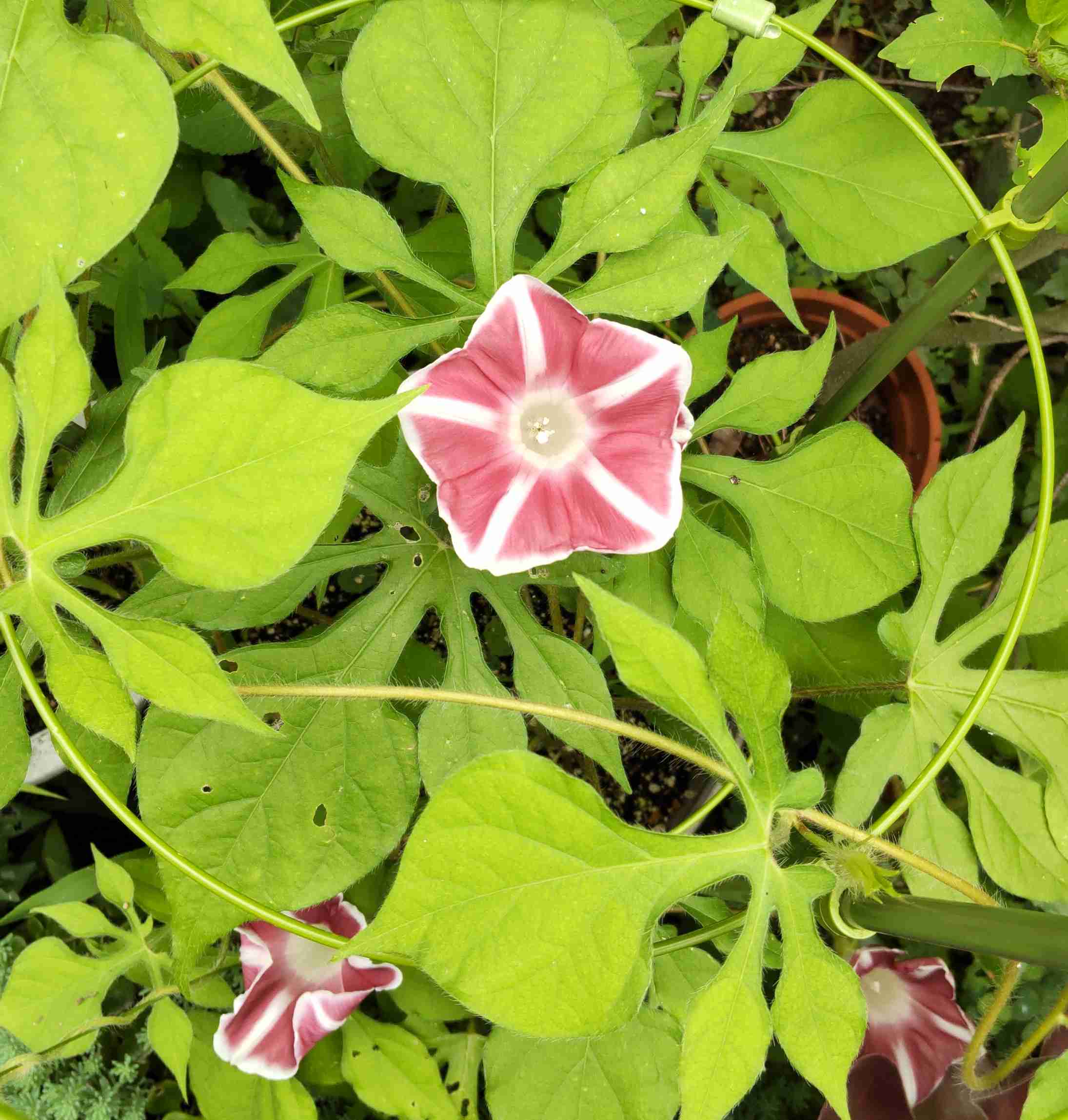 【朝顔】アサガオが好き
