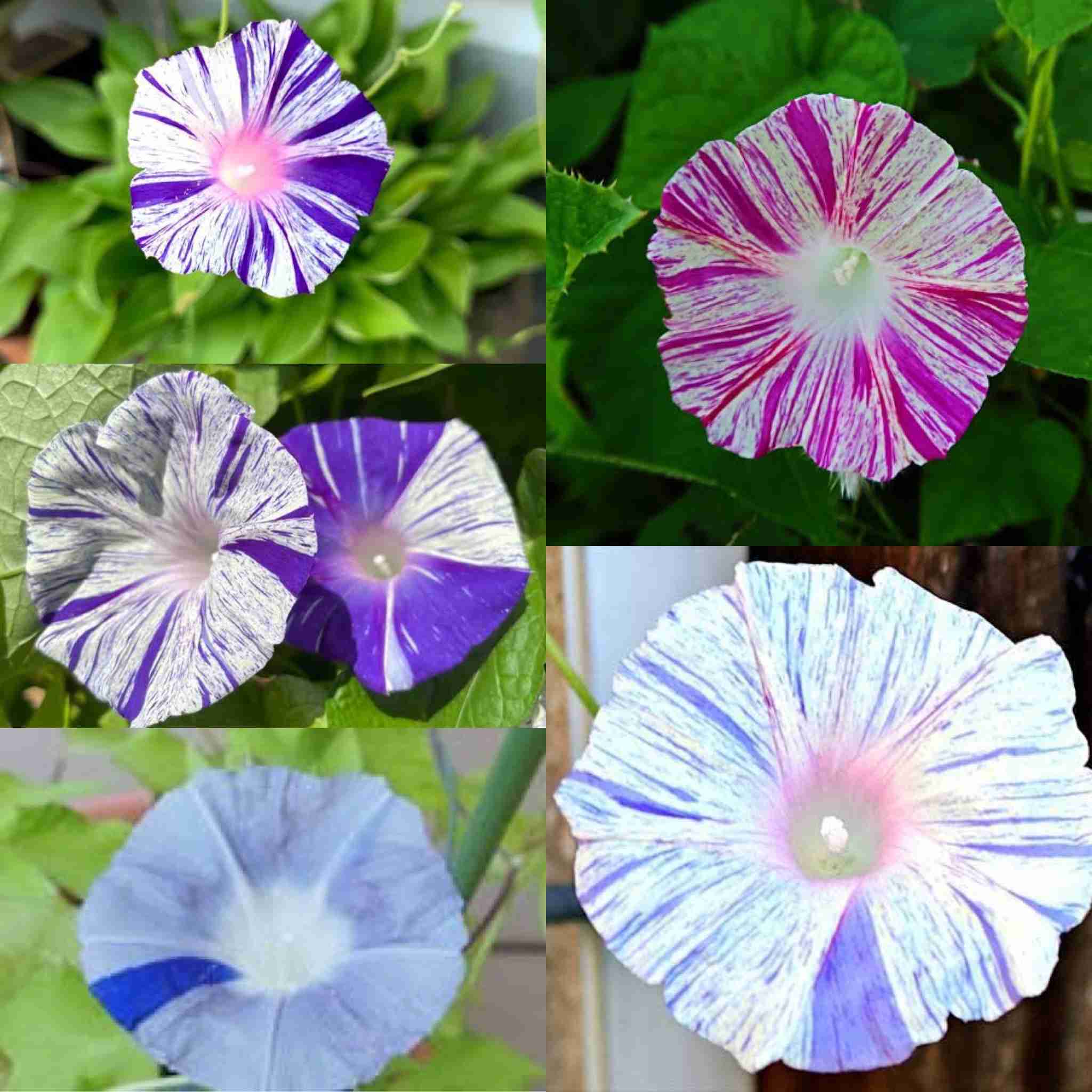 【朝顔】アサガオが好き