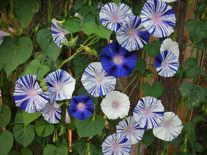 【朝顔】アサガオが好き