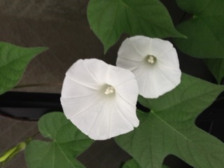 【朝顔】アサガオが好き