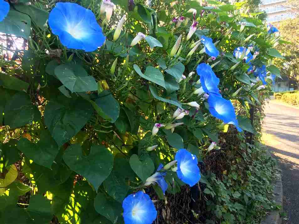 【朝顔】アサガオが好き
