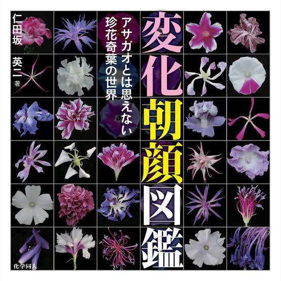 【朝顔】アサガオが好き