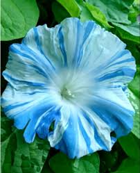 【朝顔】アサガオが好き