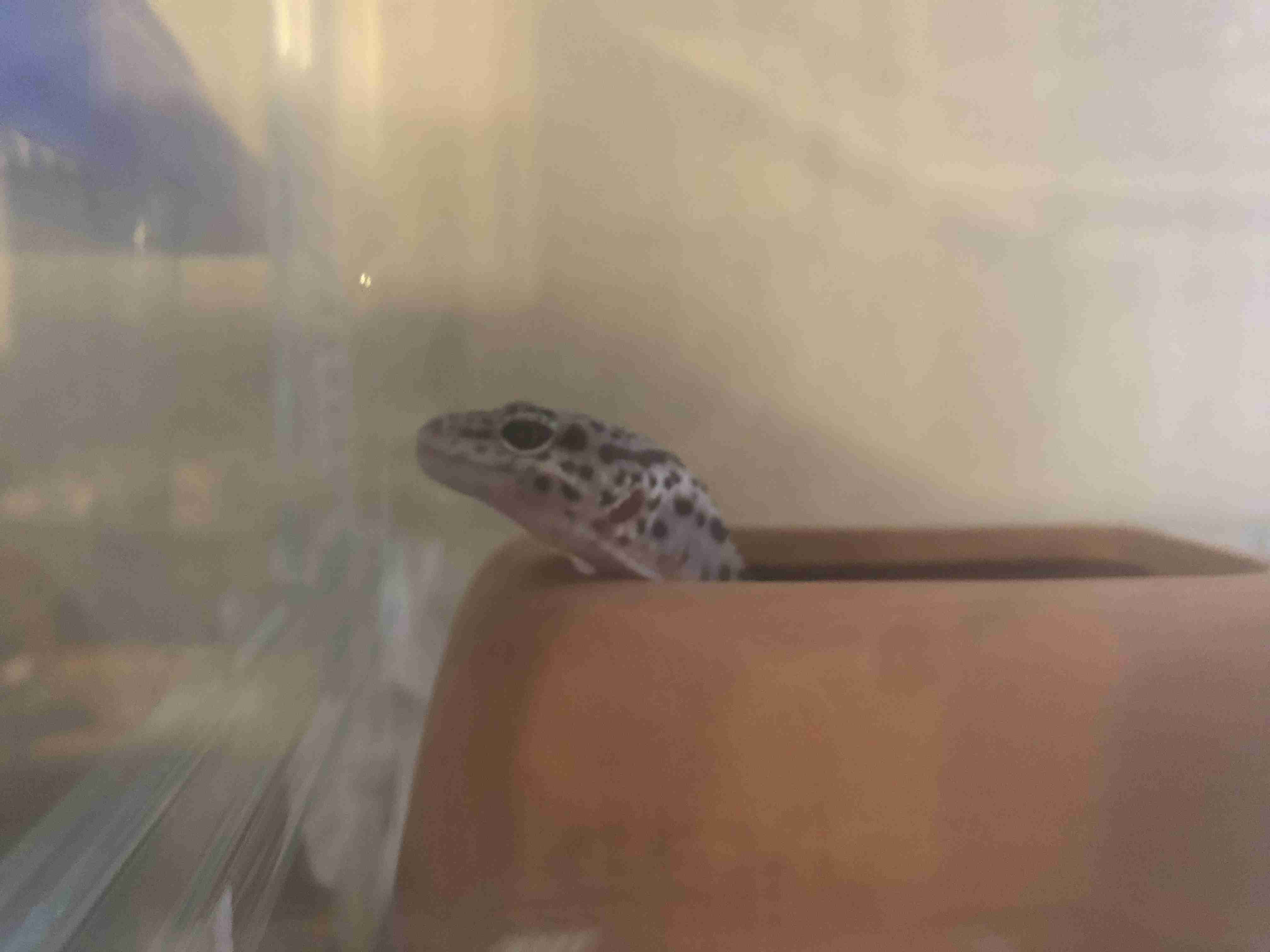 両生類・爬虫類のペット飼育している人🐸