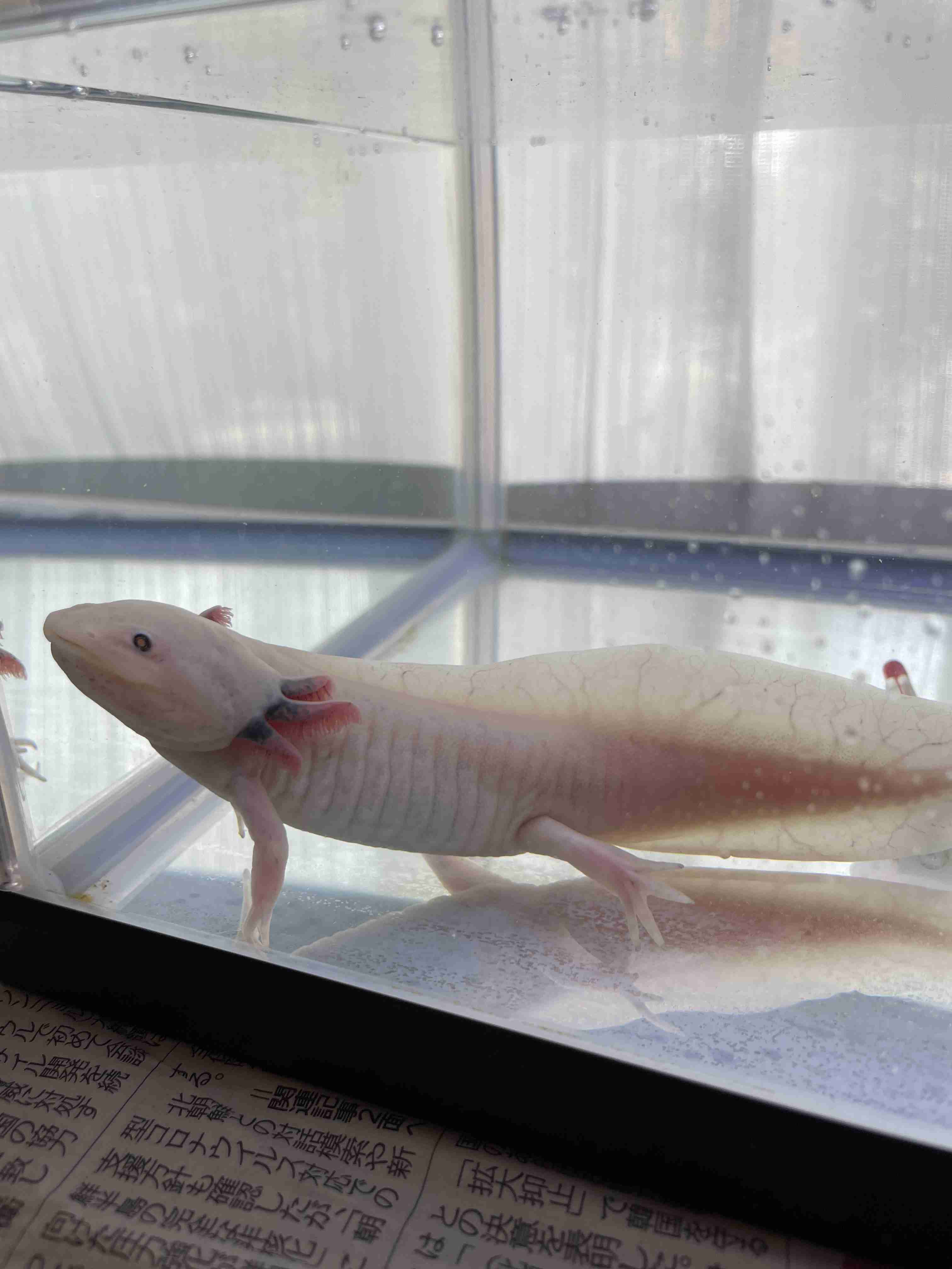 両生類・爬虫類のペット飼育している人🐸